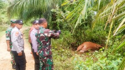 Sapi Warga di Aceh Timur Kembali Diterkam Harimau