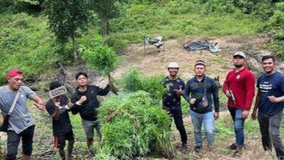 Polisi Temukan 1 Hektar Ladang Ganja Lereng Gunung Lamteuba, Aceh Besar