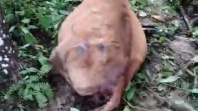 Ternak Warga Aceh Timur Diterkam Harimau
