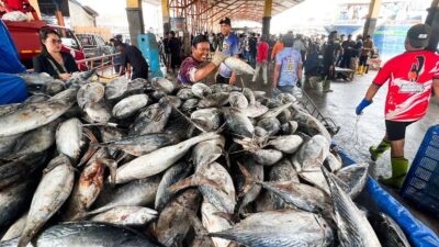 Penangkapan Ikan Tuna Sirip Biru Selatan Wajib Patuhi RFMO