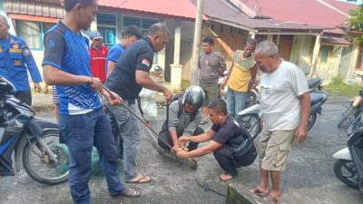Tersangkut di Jaring Warga, Ular Piton Sebesar Paha Dievakuasi Petugas Damkar Aceh Singkil
