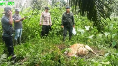 Sapi Milik Warga Aceh Timur Mati, Diduga Dimangsa Harimau