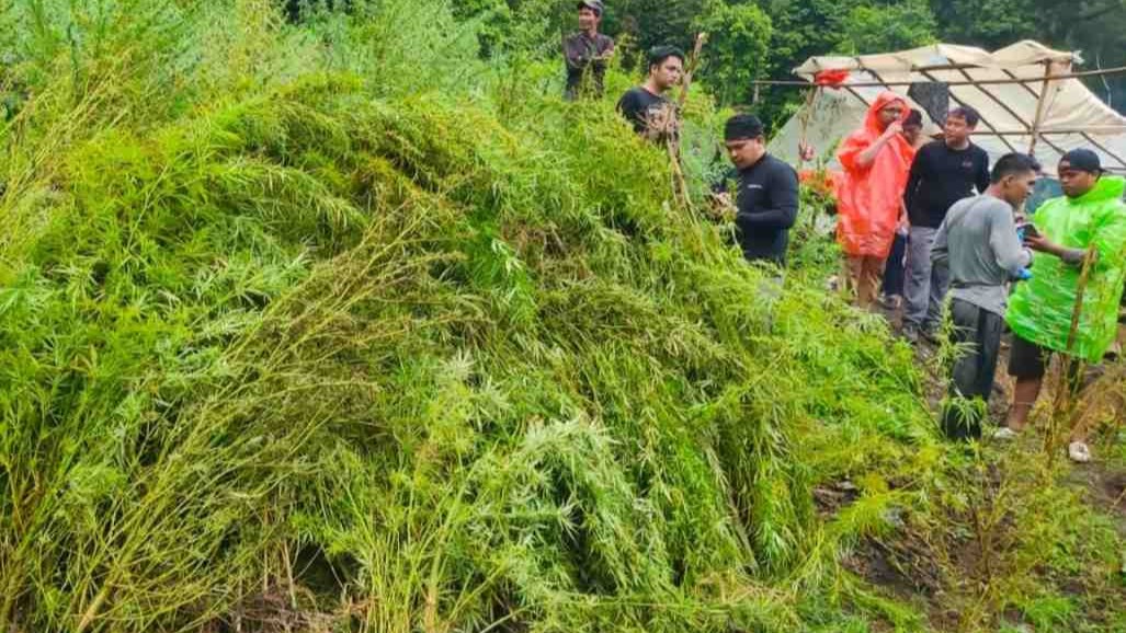 Tim Gabungan Musnahkan 51,75 Hektare Ladang Ganja di Gayo Lues