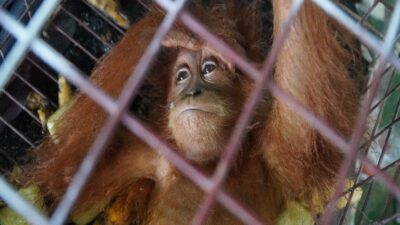 Bea Cukai Gagalkan Ekspor Ilegal Ratusan Satwa Dilindungi di Aceh Timur